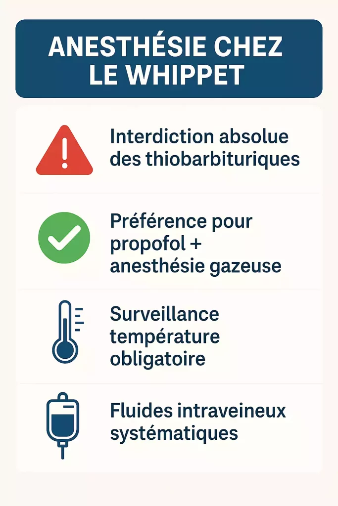 Recommandations d’anesthésie pour le Whippet.