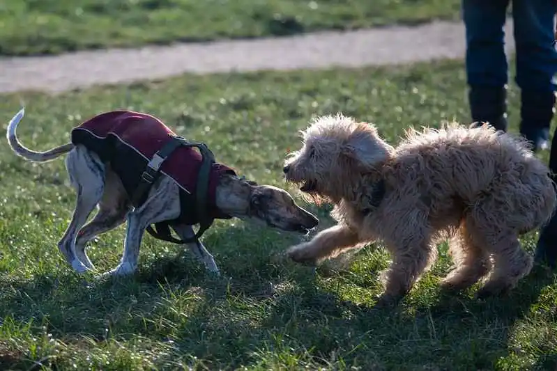 Bien socialiser son Whippet : Un Whippet en harnais socialise avec un chien touffu dans un parc.