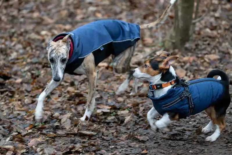 Deux chiens en manteaux, un Whippet et un Jack Russel, se rencontrent sur un tapis de feuilles mortes.