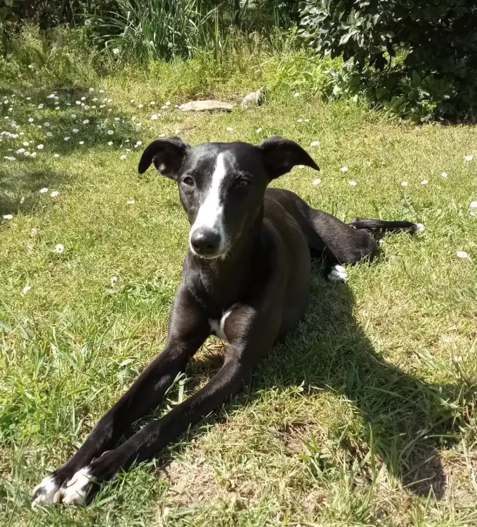 Les bienfaits de posséder un Whippet : Un Whippet noir et blanc allongé dans l'herbe fixant la caméra.