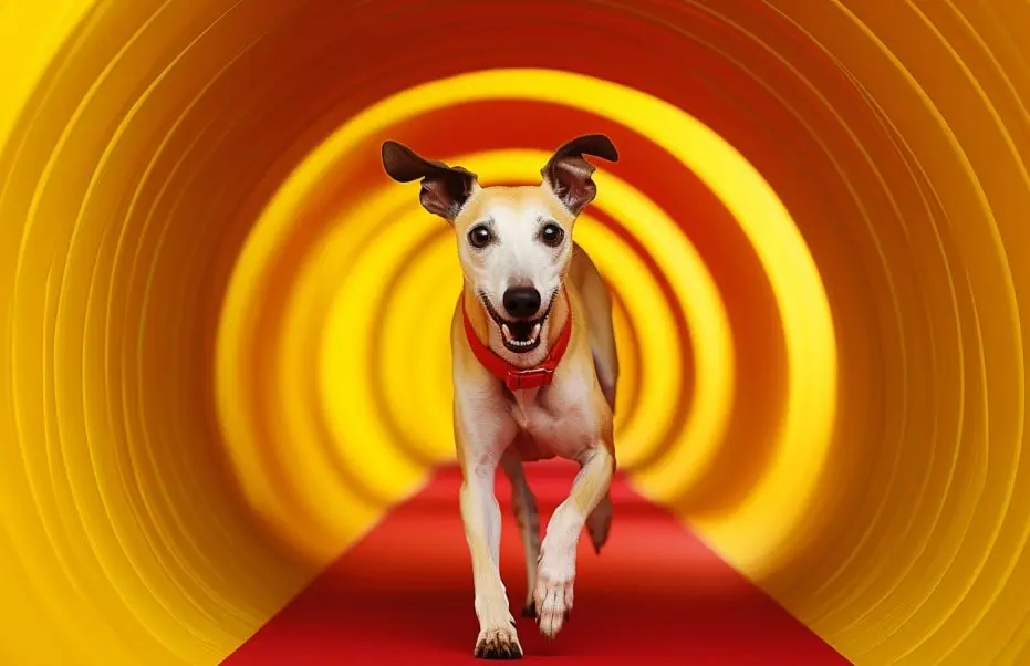 Un Whippet en plein élan dans un tunnel d'agility aux couleurs vives, jaune et rouge. Le chien, portant un harnais rouge, affiche une expression joyeuse et enthousiaste, typique de l'engagement des Whippets dans l'activité dynamique qu'est l'agility. Cet instantané illustre parfaitement la compatibilité et le plaisir entre les Whippets et le sport canin de l'agility.