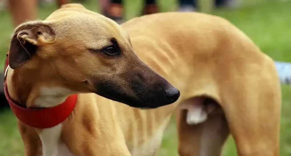 Mon Whippet n'a qu'un testicule ! My whippet has only one testicle! a fawn whippet standing with only one testicle. Un whippet fauve se tenant debout n'ayant qu'un testicule