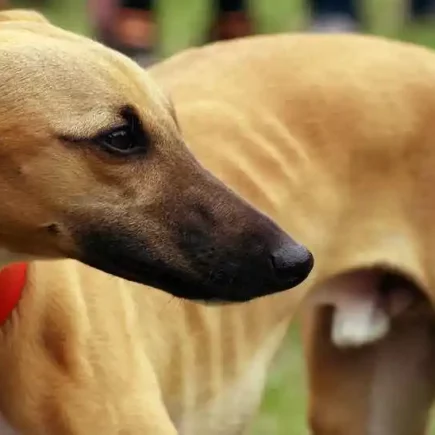 Mon Whippet n'a qu'un testicule ! My whippet has only one testicle! a fawn whippet standing with only one testicle. Un whippet fauve se tenant debout n'ayant qu'un testicule