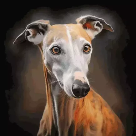 mythes et légendes entourant les Whippets : le portrait d'un magnifique Whippet fauve.