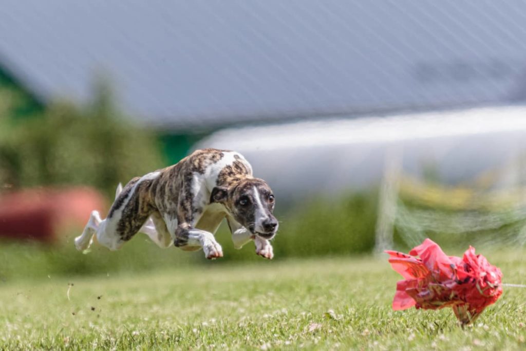 La Poursuite à Vue sur Leurre : Un Whippet en pleine course dans une poursuite à vue sur leurre. Le chien, à la silhouette élancée et musclée, est capturé en plein saut, les yeux fixés sur un leurre rouge vif. Cette activité sportive, connue sous le nom de poursuite à vue sur leurre, consiste à simuler une chasse où le chien poursuit un objet en mouvement, souvent utilisé pour entraîner et divertir les chiens de chasse. L'arrière-plan flou met en valeur l'action rapide du chien et l'intensité de la course.