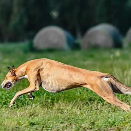 La Poursuite à Vue sur Leurre : Un Whippet fauve en train de courir.