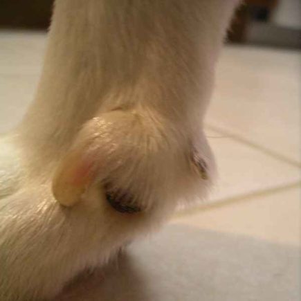 L'ergot du Whippet : gros plan sur un ergot. de chien