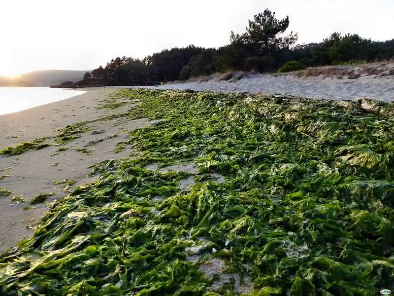 Les dangers de l'été pour votre Whippet : une plage avec, en 1er plan, beaucoup d'algues vertes.