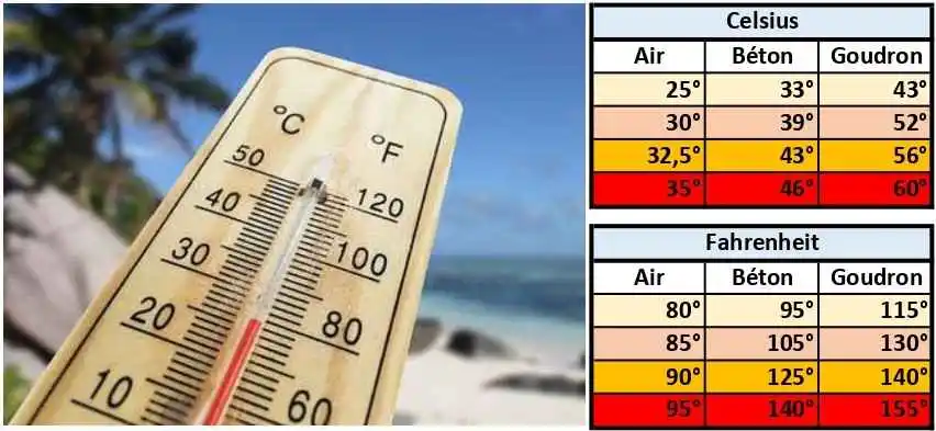 Les dangers de l'été pour votre Whippet : 2 tableaux comparant les températures de l'air, du béton et du goudron en Celsius et en Fahrenheit. A leur gauche, un thermomètre avec, en arrière plan, une plage avec des rochers et un cocotier.