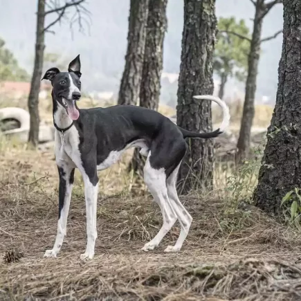 La castration du Whippet: un Whippet mâle noir et blanc se tenant fièrement debout.