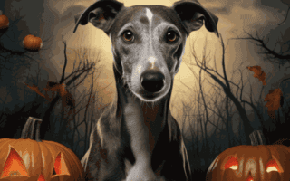 Whippets et Halloween : gros plan d'un Whippet bleu et blanc entouré de 2 citrouilles illuminées par des bougies aux visages effrayants. En arrière plan des silhouettes d'arbres morts, un ciel sombre mais lumineux derrière le Whippet. D'autres citrouilles tombent du ciel.