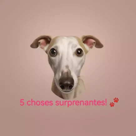Le portrait d'un Whippet fauve et blanc sur un fond rose poudré, avec, au dessous de lui, le titre suivant : 5 choses surprenantes !