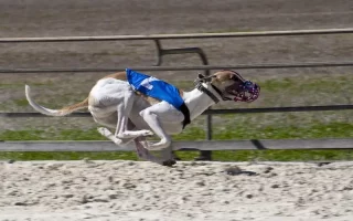 La course sur cynodrome : un Whippet en plein effort sur un cynodrome, sa silhouette athlétique accentuée par l'élan de la course. Vêtu d'un dossard bleu et équipé d'un museau de protection, ce chien de course démontre une concentration et une vitesse remarquables. La poussière soulevée par ses pattes agiles et la posture dynamique de son corps capturent l'intensité de la course sur cynodrome, un sport qui met en lumière l'agilité et la rapidité extraordinaires de ces lévriers.