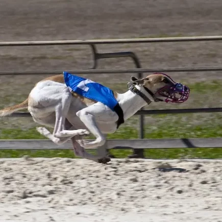 La course sur cynodrome : un Whippet en plein effort sur un cynodrome, sa silhouette athlétique accentuée par l'élan de la course. Vêtu d'un dossard bleu et équipé d'un museau de protection, ce chien de course démontre une concentration et une vitesse remarquables. La poussière soulevée par ses pattes agiles et la posture dynamique de son corps capturent l'intensité de la course sur cynodrome, un sport qui met en lumière l'agilité et la rapidité extraordinaires de ces lévriers.