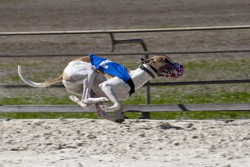 La course sur cynodrome : un Whippet en plein effort sur un cynodrome, sa silhouette athlétique accentuée par l'élan de la course. Vêtu d'un dossard bleu et équipé d'un museau de protection, ce chien de course démontre une concentration et une vitesse remarquables. La poussière soulevée par ses pattes agiles et la posture dynamique de son corps capturent l'intensité de la course sur cynodrome, un sport qui met en lumière l'agilité et la rapidité extraordinaires de ces lévriers.