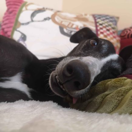 Comment j’ai adopté un Whippet pour sortir de ma routine quotidienne ! Pimprenelle, ma Whippet, allongée confortablement sur un lit ou un canapé. Elle est en gros plan, avec la tête tournée vers l'appareil photo, nous offrant un regard détendu et légèrement curieux. Sa langue est légèrement sortie, ce qui ajoute une touche amusante et détendue à l'image. Derrière elle, on peut voir des coussins colorés, ce qui suggère un environnement domestique chaleureux et accueillant. La luminosité est douce et diffuse, ce qui contribue à l'atmosphère paisible de la scène.