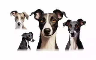 Les Whippets croisés : série de portraits de Whippets croisés. Ces chiens élégants et sveltes affichent des oreilles dressées et de grands yeux expressifs, leur donnant un air à la fois attentif et curieux. Leur pelage varie du fauve clair au noir profond, avec des marquages blancs distinctifs qui accentuent leur apparence sophistiquée. Cette collection souligne la diversité et la beauté unique de ces compagnons canins.