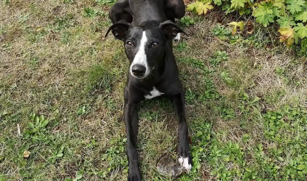 Résolutions de la nouvelle année : Un guide pratique pour les tenir avec votre Whippet ! Un Whippet allongé détendu sur un tapis d'herbe avec quelques feuilles dispersées autour. Le chien a une apparence svelte avec un pelage noir luisant et des marques blanches distinctives sur sa poitrine et le bout de ses pattes. Ses grandes oreilles dressées et son regard attentif donnent l'impression qu'il est à l'écoute ou en attente de quelque chose. Cet image peut évoquer la sérénité et la concentration nécessaires pour "Résolutions les tenir avec mon Whippet", suggérant un moment de complicité et de détermination entre le propriétaire et son chien.