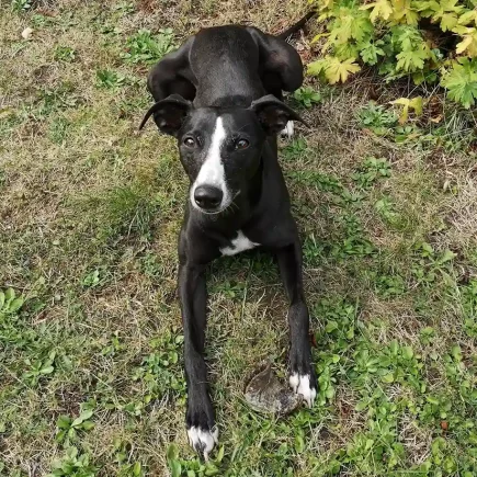 Résolutions de la nouvelle année : Un guide pratique pour les tenir avec votre Whippet ! Un Whippet allongé détendu sur un tapis d'herbe avec quelques feuilles dispersées autour. Le chien a une apparence svelte avec un pelage noir luisant et des marques blanches distinctives sur sa poitrine et le bout de ses pattes. Ses grandes oreilles dressées et son regard attentif donnent l'impression qu'il est à l'écoute ou en attente de quelque chose. Cet image peut évoquer la sérénité et la concentration nécessaires pour "Résolutions les tenir avec mon Whippet", suggérant un moment de complicité et de détermination entre le propriétaire et son chien.