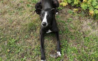 Résolutions de la nouvelle année : Un guide pratique pour les tenir avec votre Whippet ! Un Whippet allongé détendu sur un tapis d'herbe avec quelques feuilles dispersées autour. Le chien a une apparence svelte avec un pelage noir luisant et des marques blanches distinctives sur sa poitrine et le bout de ses pattes. Ses grandes oreilles dressées et son regard attentif donnent l'impression qu'il est à l'écoute ou en attente de quelque chose. Cet image peut évoquer la sérénité et la concentration nécessaires pour "Résolutions les tenir avec mon Whippet", suggérant un moment de complicité et de détermination entre le propriétaire et son chien.