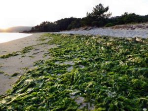 Les dangers de l'été pour votre Whippet : une plage avec, en 1er plan, beaucoup d'algues vertes.