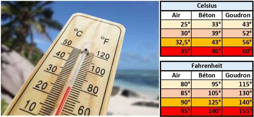 Les dangers de l'été pour votre Whippet : 2 tableau comparant les températures de l'air, du béton et du goudron en Celsius et en Fahrenheit. A leur gauche, un thermomètre avec, en arrière plan, une plage avec des rochers et un cocotier.