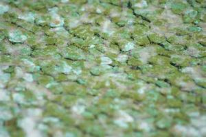 Les dangers de l'été pour votre Whippet : gros-plan sur des algues bleues ou cyanobactéries.
