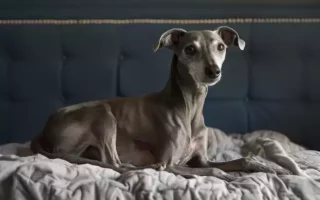 Maladies héréditaires du Whippet : un Whippet au pelage gris reposant sur une couette froissée, l'expression attentive et les yeux brillants de curiosité. Cette image paisible contraste avec le défi des maladies héréditaires du Whippet, rappelant l'importance d'une vigilance et d'un soin constants pour préserver la santé de ces élégants compagnons.