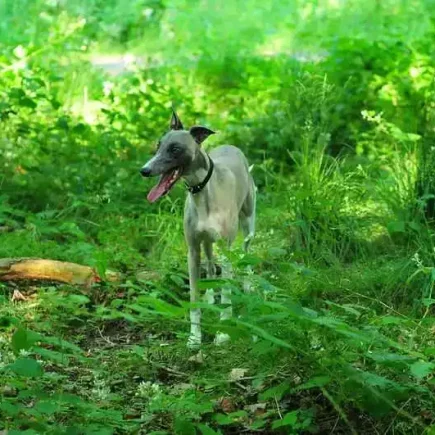 Laisse ou pas laisse pour mon Whippet : Un Whippet gris pâle se tenant dans un sous-bois verdoyant. Sa posture décontractée et sa langue pendante peuvent indiquer qu'il a passé un moment à jouer ou à explorer. La lumière filtre à travers les feuilles, créant un jeu d'ombre et de lumière autour du chien qui semble porter un collier, mais aucun signe de laisse n'est immédiatement visible dans l'image. L'ambiance est paisible et naturelle, et le chien semble profiter de son environnement.