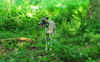 Laisse ou pas laisse pour mon Whippet : Un Whippet gris pâle se tenant dans un sous-bois verdoyant. Sa posture décontractée et sa langue pendante peuvent indiquer qu'il a passé un moment à jouer ou à explorer. La lumière filtre à travers les feuilles, créant un jeu d'ombre et de lumière autour du chien qui semble porter un collier, mais aucun signe de laisse n'est immédiatement visible dans l'image. L'ambiance est paisible et naturelle, et le chien semble profiter de son environnement.