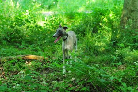 Laisse ou pas laisse pour mon Whippet : Un Whippet gris pâle se tenant dans un sous-bois verdoyant. Sa posture décontractée et sa langue pendante peuvent indiquer qu'il a passé un moment à jouer ou à explorer. La lumière filtre à travers les feuilles, créant un jeu d'ombre et de lumière autour du chien qui semble porter un collier, mais aucun signe de laisse n'est immédiatement visible dans l'image. L'ambiance est paisible et naturelle, et le chien semble profiter de son environnement.