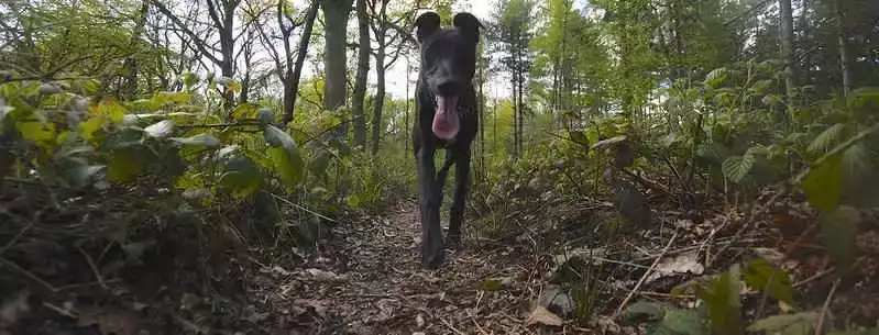 Un Whippet dans une forêt. Le chien est placé au centre de l'image, parcourant un sentier étroit jonché de feuilles mortes. L'angle de la prise de vue est bas, mettant en avant la longue langue pendante du chien, signe probable d'une activité physique soutenue ou d'une journée chaude. Les arbres environnants forment un couvert naturel, et la végétation luxuriante borde le chemin. Il n'est pas visible si le Whippet est tenu en laisse, car le bas de son corps est le point focal de l'image.