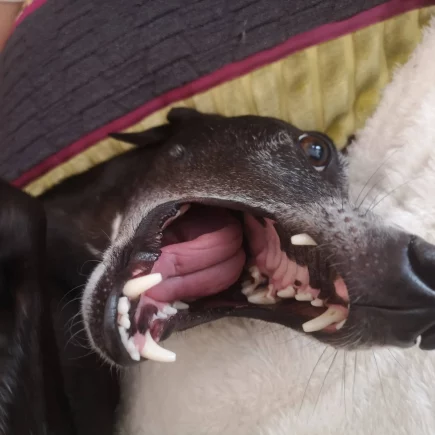 Protéger votre Whippet des maladies dentaires : cette illustration montre un Whippet avec la bouche ouverte, nous donnant un aperçu de ses dents pour souligner l'importance des soins dentaires canins.