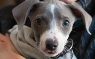 Adopter responsable : Un jeune Whippet tenu par un adulte, regarde la caméra avec curiosité. Ses grandes oreilles et son pelage gris et blanc soulignent son innocence, mettant en avant l'importance d'adopter de manière responsable.