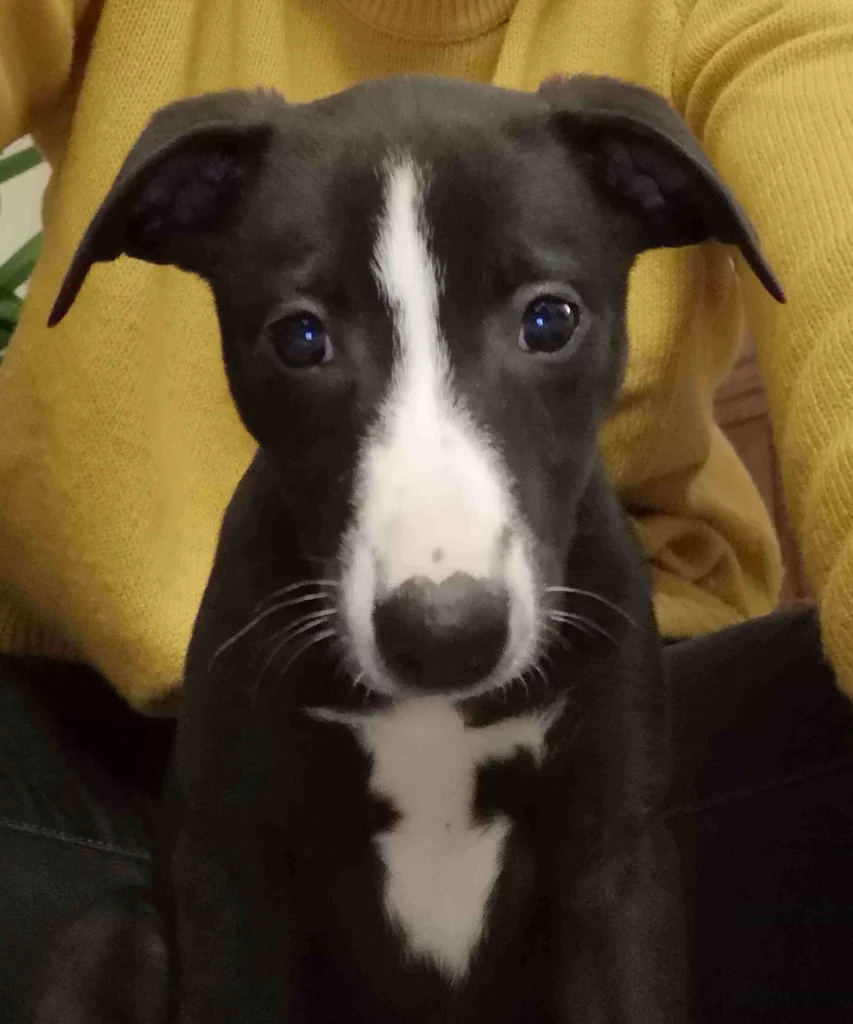 Comment un Whippet a changé ma vie : un adorable jeune Whippet noir et blanc au regard attentif et à la posture gracieuse, posé sur les genoux d'une personne vêtue d'un pull jaune. L'expression douce et confiante du chien semble refléter l'affection et le lien spécial entre lui et son propriétaire, illustrant le thème "Comment un Whippet a changé ma vie."