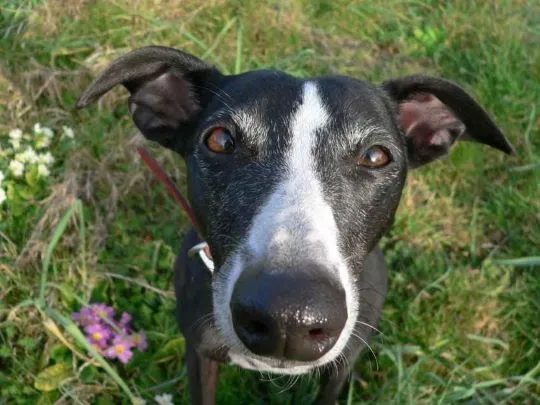 Home : Gros plan de Pimprenelle, whippet noir et blanc.