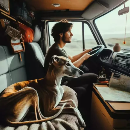 Comment voyager avec un Whippet : Un homme conduit un véhicule aménagé pour le voyage, accompagné de son Whippet allongé confortablement sur la banquette avant. Voyager en van avec un Whippet semble être une expérience paisible et agréable, avec la route s'étendant à l'horizon.