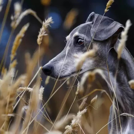 Comment protéger un Whippet du danger des épillets : Un Whippet gris se déplace parmi des tiges d'herbe hautes, illustrant le danger des épillets qui menacent sa santé pendant les mois d'été.