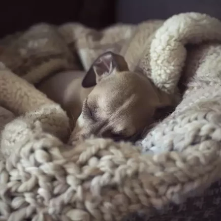 La première nuit avec un Whippet chiot : un jeune chiot Whippet endormi, lové dans un nid douillet de couvertures tricotées. Les teintes douces de beige et les textures moelleuses des couvertures créent une ambiance chaleureuse. Cette scène illustre parfaitement la première nuit avec un chiot Whippet, où le confort et le calme sont essentiels pour rassurer le petit nouveau dans son environnement.
