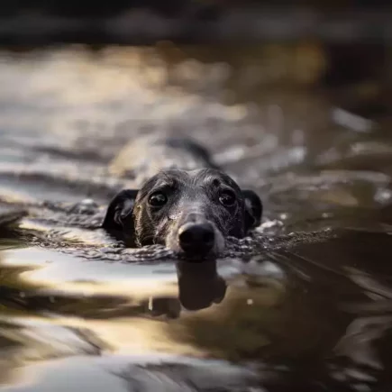 Cyanobactéries et Whippet : Un Whippet nageant dans une étendue d'eau, capturé au niveau de l'eau avec un regard intense et légèrement inquiet. Cette image pourrait illustrer les risques associés aux cyanobactéries pour les Whippets, soulignant l'importance de surveiller les zones où nos animaux choisissent de nager.