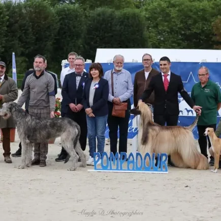 Pompadour 2024 : La diversité des lévriers à l'exposition de Pompadour. Moment emblématique du rassemblement soulignant élégance et passion.