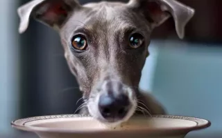 Digestion difficile chez un Whippet : Un Whippet au pelage gris, avec un regard curieux et expressif, se tient devant une assiette beige posée sur une table en bois. Ses grandes oreilles tombantes et ses yeux ronds captivants ajoutent une touche d'émotion à la scène, évoquant l'attente ou l'intérêt pour un repas. L'arrière-plan flou met en valeur le sujet principal.
