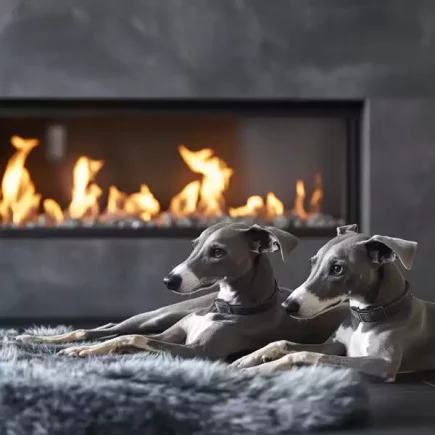 Un 2ème Whippet : Deux Whippets gris élégamment allongés sur un tapis douillet devant un foyer allumé, créant une ambiance chaleureuse et apaisante. Leur posture détendue met en avant leur élégance naturelle et leur complicité.