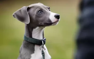 Whippet chiot : Un jeune Whippet au pelage gris avec une tache blanche sur le poitrail, portant un collier vert et observant attentivement quelque chose ou quelqu’un. Il semble concentré et curieux, avec un fond flou suggérant un environnement extérieur, probablement un parc ou un jardin.