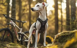 Un Whippet élégant équipé d’un harnais adapté, posé dans une forêt baignée de lumière naturelle. À l’arrière-plan, un vélo tout-terrain repose contre un tronc, suggérant une activité de cani-VTT en pleine nature, parfaite pour le dynamisme et l’endurance de ce chien sportif.