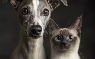 Un Whippet et un chat côte à côte, capturant parfaitement leur contraste : le Whippet, au regard expressif et attentif, incarne l’élégance et la curiosité, tandis que le chat, avec ses yeux perçants et son calme apparent, dégage une sérénité intrigante. Une belle représentation d’une cohabitation harmonieuse et complice entre deux espèces si différentes !