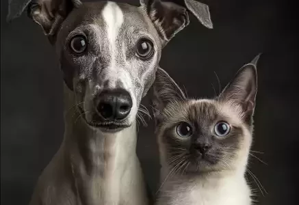 Un Whippet et un chat côte à côte, capturant parfaitement leur contraste : le Whippet, au regard expressif et attentif, incarne l’élégance et la curiosité, tandis que le chat, avec ses yeux perçants et son calme apparent, dégage une sérénité intrigante. Une belle représentation d’une cohabitation harmonieuse et complice entre deux espèces si différentes !