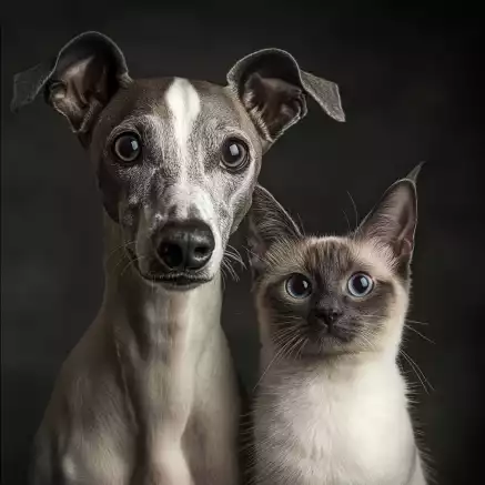 Un Whippet et un chat côte à côte, capturant parfaitement leur contraste : le Whippet, au regard expressif et attentif, incarne l’élégance et la curiosité, tandis que le chat, avec ses yeux perçants et son calme apparent, dégage une sérénité intrigante. Une belle représentation d’une cohabitation harmonieuse et complice entre deux espèces si différentes !