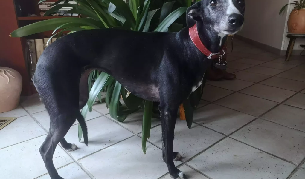 Un Whippet noir élégant portant un collier rouge, avec des zones de perte de poils visibles sur les cuisses et le flanc, illustrant une alopécie diffuse tout en conservant une posture alerte et expressive.