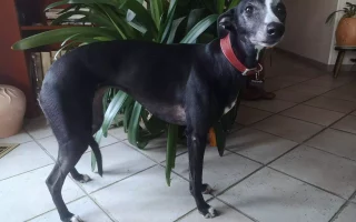 Un Whippet noir élégant portant un collier rouge, avec des zones de perte de poils visibles sur les cuisses et le flanc, illustrant une alopécie diffuse tout en conservant une posture alerte et expressive.